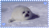 harp seal